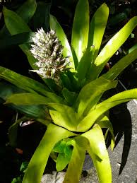 Image result for Aechmea