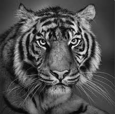 I know many of you have been waiting for my version of a realistic tiger. Phenomenally Realistic Pencil Drawings Workshop