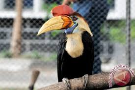 Download lagu suara burung tingang mp3 dapat kamu download secara gratis di metrolagu. Lembaga Adat Didorong Buat Aturan Penangkapan Burung Enggang Antara News Kalimantan Barat