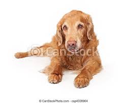 Golden retrievers have always been a very popular breed, mainly because of how versatile they are. Golden Retriever Dog Isolated On White Old Golden Retriever Dog Laying Down And Isolated On White Canstock