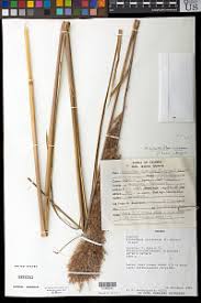 Image result for Miscanthus violaceus