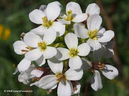 Image result for Diplotaxis