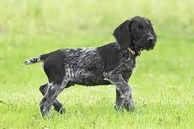 German longhaired pointer puppies range between $1,000 and $1,800, depending on the breeder. German Wirehaired Pointer Puppies For Sale Akc Puppyfinder
