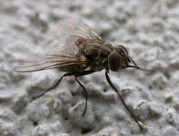 Reagir Des Les Premieres Mouches Pour Eviter La Proliferation Reussir Lait