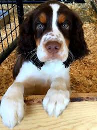 Springer Spaniel Puppy Springer Spaniel Puppies Spaniel Puppies English Springer Spaniel Puppy