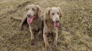 The strain has been developed from the german court of weimar in an endeavour to make a gorgeous hunting puppy. Mabem S Future Longhair Weimaraner Kennel Home Facebook