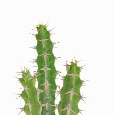 Image result for Euphorbia griseola