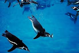 Yes the fairy penguin does eat fish. What Do Penguins Eat Worldatlas