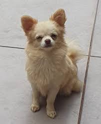 Conheca O Cachorro Da Raca Chihuahua