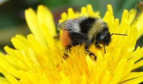 We have a vision for a world where bumblebees are thriving and valued. Bee Crisis This Is What The World Loses If Bumblebees Die Out Science News Express Co Uk