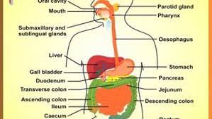 Class 11th Biology Digestion Absorption Amino Acids Biology Digestion