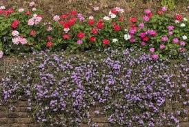 We did not find results for: Wall Covering Plants Learn About Plants Suitable To Hide A Wall