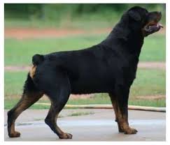 The rottweiler wase originally bred to drive cattle to market. Differentiate Between American And German Rottweiler With These American Rottweiler Vs German Rottweiler Pictures Rottweiler Life