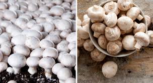 Vous Et Les Champignons C Est Une Grande Histoire D Amour Bonne Nouvelle Vous Pouvez Les Cultiver Facilement Chez Vou Culture Champignon Cultiver Champignon