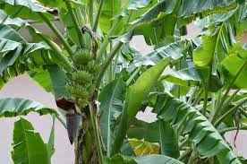 I got to the bottom of all trees but the roots that were previously attached to the bottom of the trees are still seen in the dirt. Banana Trees In Texas Top Growing Tips
