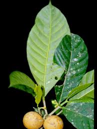 Image result for Tabernaemontana inconspicua