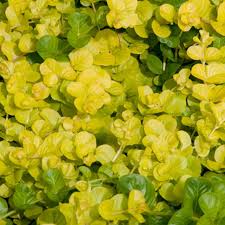 Image result for Lysimachia