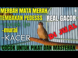 Maybe you would like to learn more about one of these? Video Merbah Mata Merah Gacor Cocok Untuk Pikat Dan Terapi Burung Merbah Mata Merah Not Known Facts About Video Music Dowload Music Broadcast