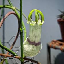 Image result for Ceropegia elongata