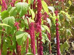 Image result for Amaranthus thunbergii