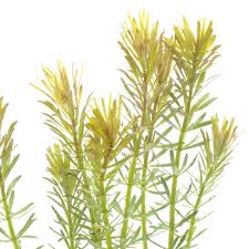 Image result for Rotala filiformis