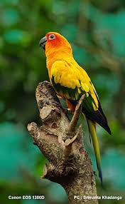 Not only is it filled with all sorts of nutrients, but it can also help with diarrhea dogs can safely eat pumpkins, but there are precautions you need to take note of. Conure Wikipedia