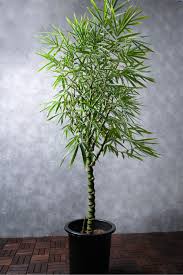 Image result for Bambusa