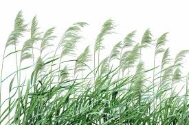 Image result for Arundo