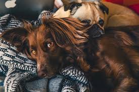 What to give dogs when they are constipated. How To Tackle Your Dog S Constipation The Pets People