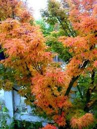 Maybe you would like to learn more about one of these? Paghat S Garden Acer Palmatum Shishigashira Japanese Garden Acer Palmatum Japanese Maple Tree