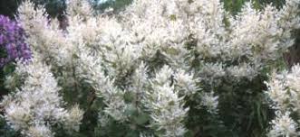 Image result for Tetradenia