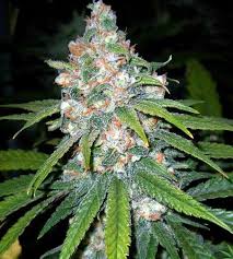 Ready To Harvest Cannabis Picture Gallery Grow Weed Easy