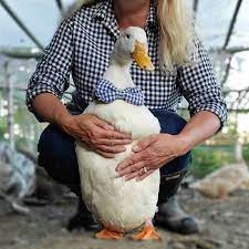 Treating Egg Bound Hens How To Recognize Causes Symptoms And Prevent Egg Binding Fresh Eggs Daily Fresh Eggs Daily Strong Egg Shells Fresh Eggs