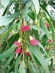 We did not find results for: Rainbow Eucalyptus An Unusual Tree With A Multicoloured Trunk Owlcation