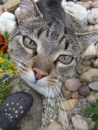 Weitere informationen zu den von uns verwendeten cookies finden sie in unseren datenschutzbestimmungen. Idee Von Schweizer Edelsteine Auf Bose Katzen Happy Katzen In 2020 Bose Katzen Katzen