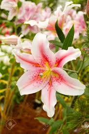 Sommer riecht immer nach lilien, die in einer riesigen eine besonders schmuckvolle art mit orientalischem flair bildet lilium pumilum, die aus einer. Schone Lilien Im Garten Naturlich Lizenzfreie Fotos Bilder Und Stock Fotografie Image 58084907