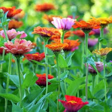 Scarica e usa 80.000+ foto di archivio di fiori estivi gratuitamente. Fiori Estivi Le Varieta Dalle Migliori Fioriture