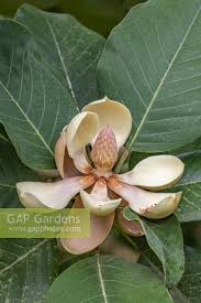 Image result for Magnolia delavayi