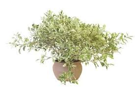 How To Grow Sweet Olive In A Container Red Twig Dogwood Twig Dogwood Sweet Olive Tree