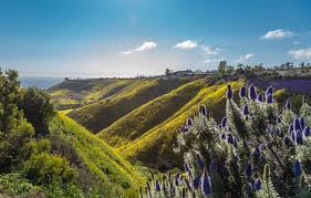 Purple has always been a magical color. Wallpaper Sea The Sky Grass The Sun Clouds Trees Flowers Mountains Hills Coast Horizon Ca Houses Usa Rancho Palos Verdes Del Cerro Park Images For Desktop Section Pejzazhi Download