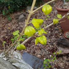 Image result for Premna mooiensis
