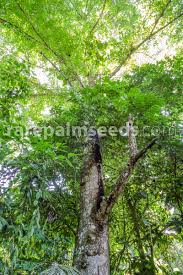 Image result for Maclura