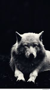 صورة ذئب , صور ذئاب hd خلفيات عالية الجوده اجمل الصور للذئاب جميلة جدا كوليكشن صور خلفيات ذئاب لسطح المكتب صور ذيب مكتوب عليها عبارات Ø®Ù„ÙÙŠØ§Øª Hd Ø§Ù„Ø°Ø¦Ø¨ Ø±ÙˆØ¹Ø© Ø§Ø¬Ù…Ù„ ØµÙˆØ± Ø§Ù„Ø°Ø¦Ø§Ø¨ Ø¹Ø§Ù„ÙŠØ© Ø§Ù„Ø¯Ù‚Ø© ØµÙˆØ± Ø®Ù„ÙÙŠØ§Øª Ø§Ù„Ø°Ø¦Ø§Ø¨ 2021 ØµÙ‚ÙˆØ± Ø§Ù„Ø¥Ø¨Ø¯Ø¢Ø¹