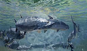 Color Image Photograph Giant Tarpon In The Midst By Stanley Meltzoff Silverfish Press Marine Life Art Marine Art History Of Illustration