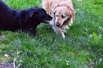 Black Golden Retrievers: The Darkest Colored Golden Retriever