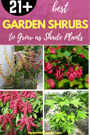 Looking for shrubs that are shade loving? 21 Garden Shrubs To Grow As Shade Plants