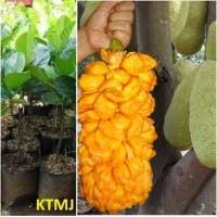 Bagaimana pohon nangka dapat ditemukan di sri lanka? Jual Pohon Nangka Terbaik Harga Murah August 2021 Cicil 0