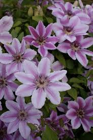 Maybe you would like to learn more about one of these? Clematis Nelly Moser