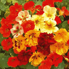 However, the seeds germinate quickly, and the. Dwarf Jewel Mix Nasturtium Seeds Urban Farmer