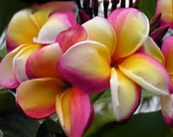 Plant the cutting 4 inches deep into the prepared cutting mix and wait for the cutting to take root. Root Plumeria Cuttings Adenium Seeds Plumeria Seeds Adenium Seeds At Adenium Store